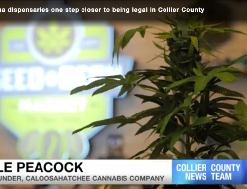 Cole Peacock Interviewed for NBC2 News Feature on Collier County Cannabis